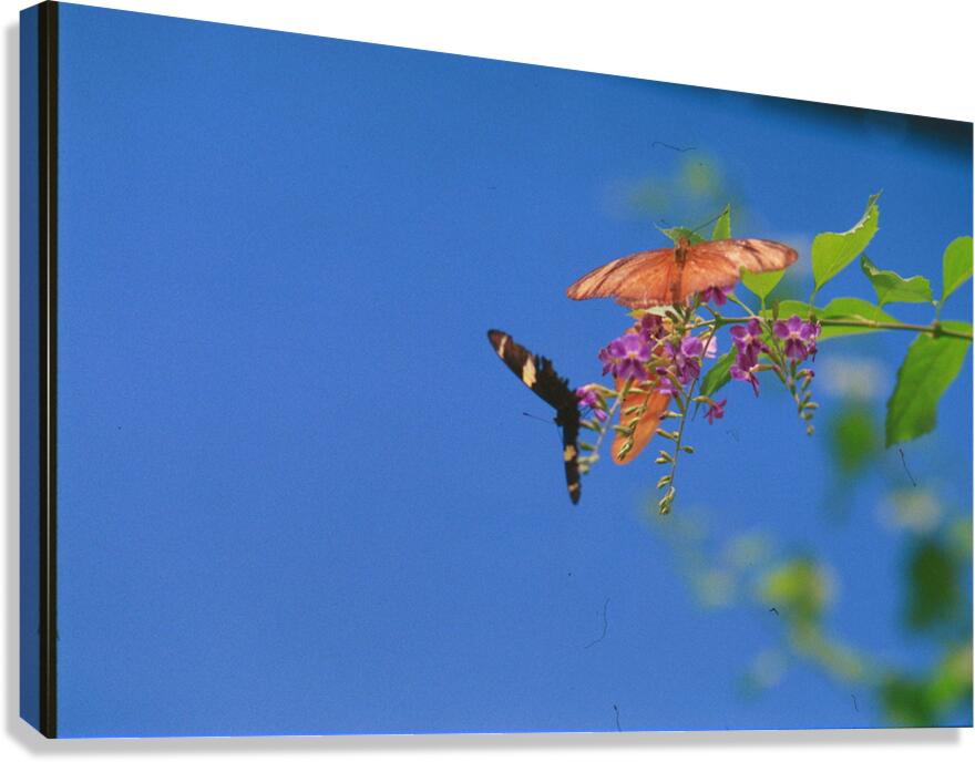 Butterflies at play Canvas Print