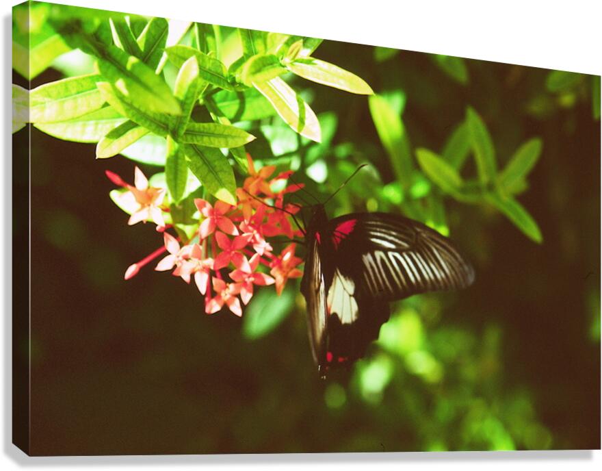 Black butterfly amongst the flowers Canvas Print