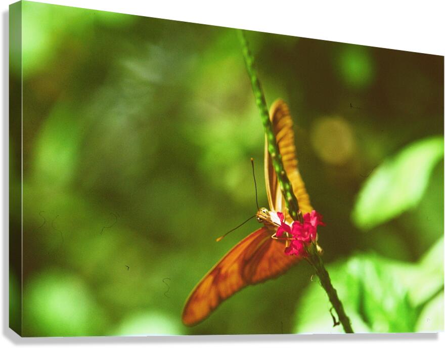 Orange butterfly having a drink Canvas Print