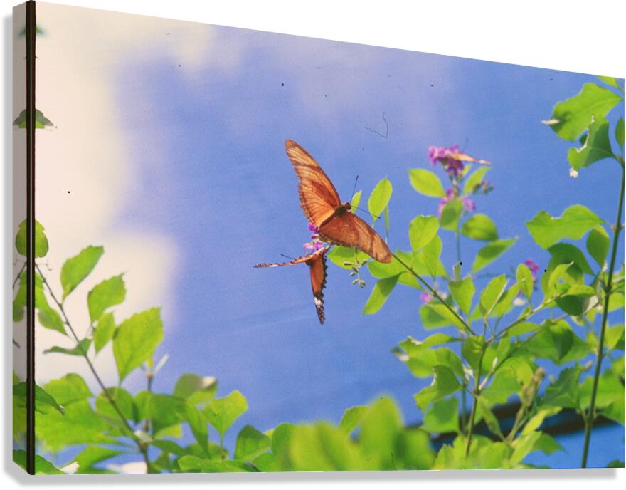 Orange butterflies playing Canvas Print
