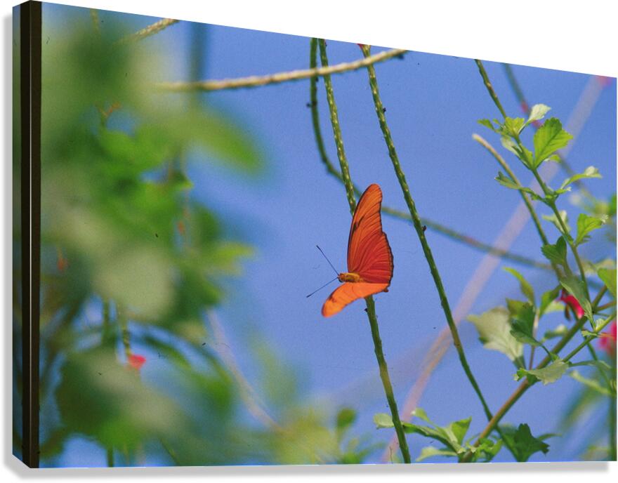 Orange Butterfly Having A Rest Canvas Print