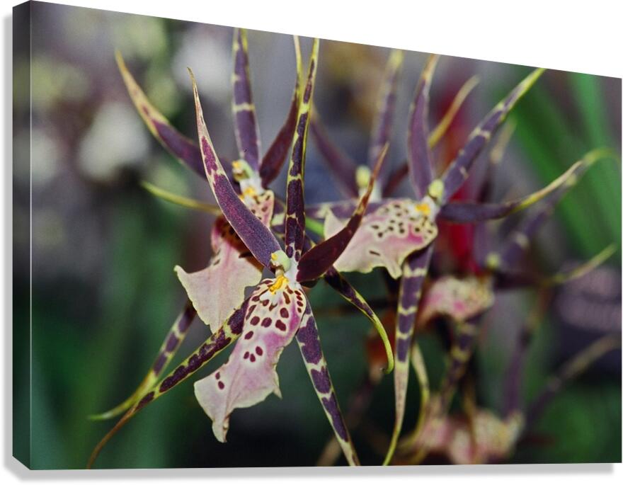 Striped Orchids Canvas Print