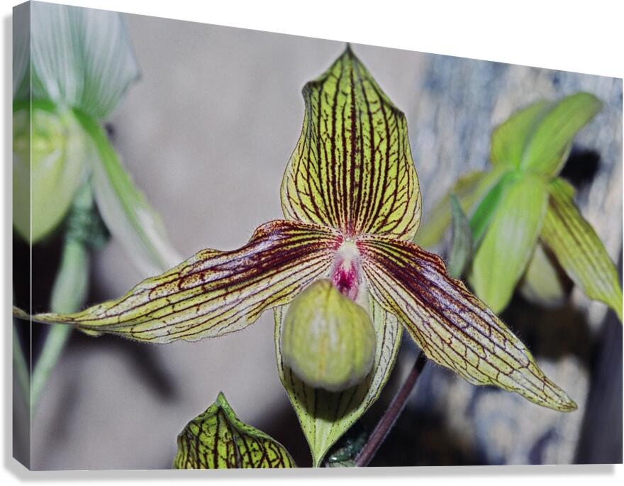 Green Striped Orchid Canvas Print