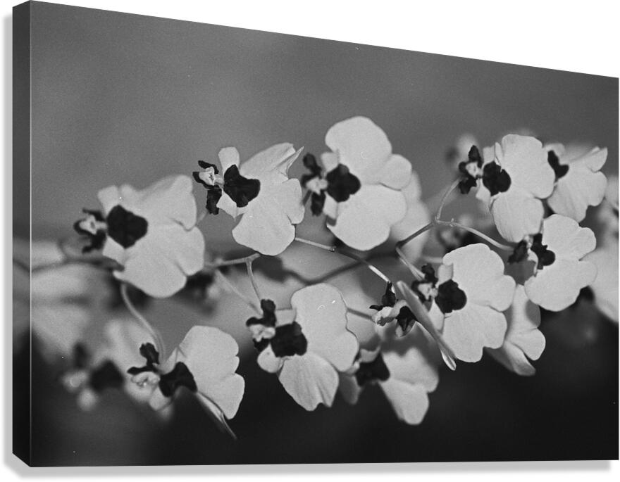 Black and White Floral Series 2 Canvas Print