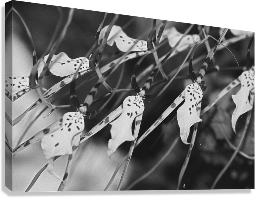 Black and White Floral Series 3 Canvas Print