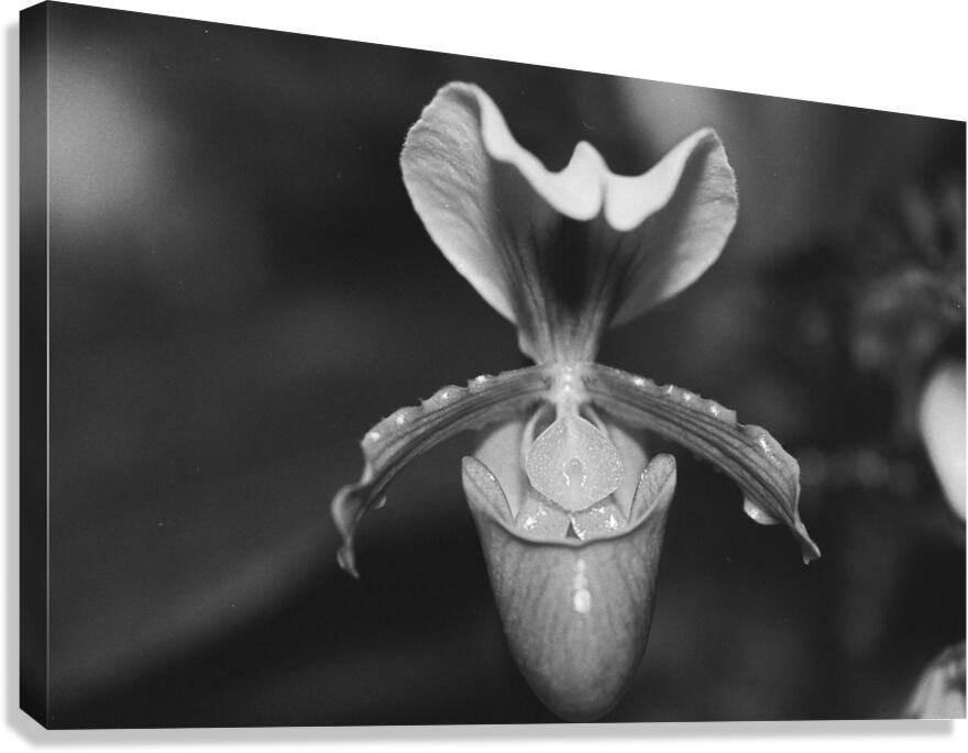 Black and White Orchid Series 2 Canvas Print