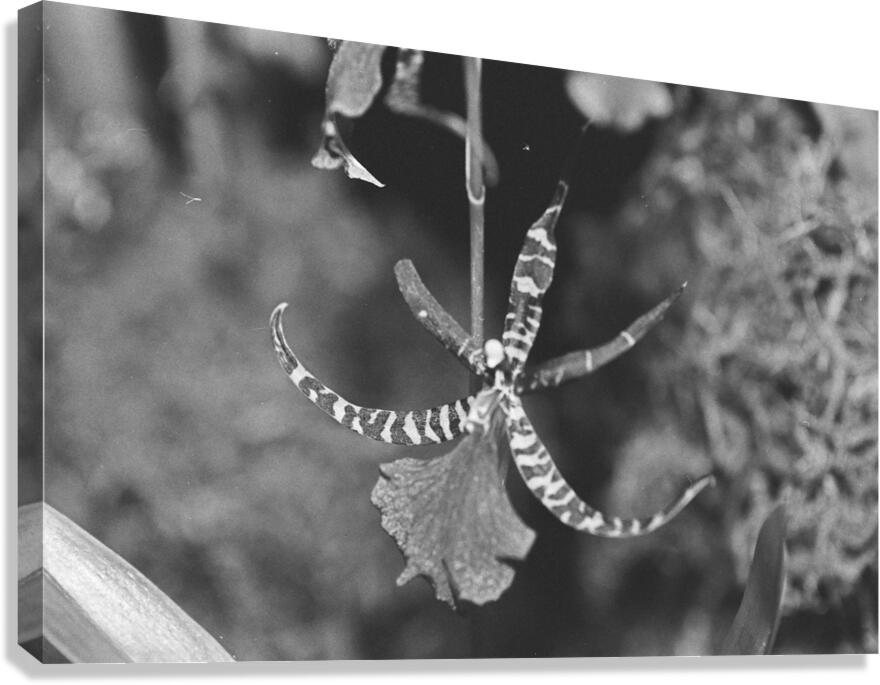 Black and White Orchid Series 1 Canvas Print