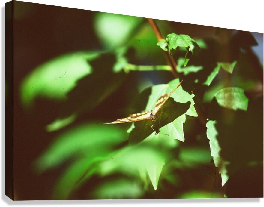 Butterfly With A Captured Beetle Canvas Print