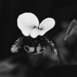 Black  White Floral Series 10
