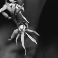 Black  White Floral Series 11