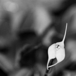 Black  White Floral Series 13