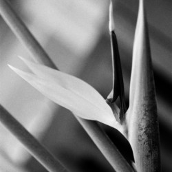 Black  White Bird of Paradise 
