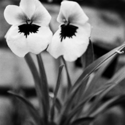 Black  White Floral Series - Double Trouble