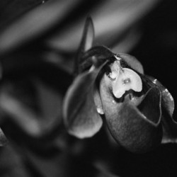 Black  White Floral Series 6