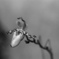 Black  White Floral Series 7