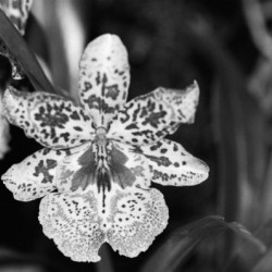 Black  White Floral Series 8