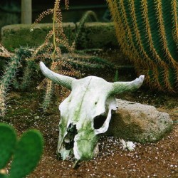 If Skeltons Could Talk