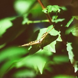 Butterfly with captured beetle
