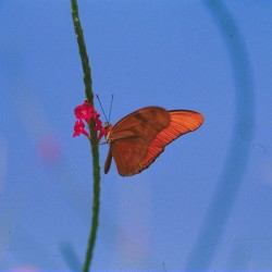 Butterfly and flower love