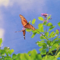 Orange butterflies playing