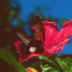 Black Butterfly Merge With The Red Flower