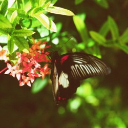 Black butterfly amongst the flowers
