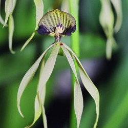 Dancing Orchid