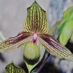 Green Striped Orchid