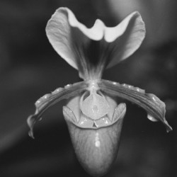 Black and White Orchid Series 2