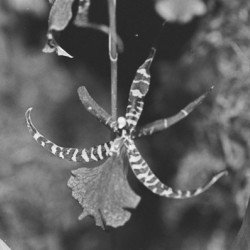 Black and White Orchid Series 1