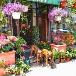 2 Dogs in the Flower Shop