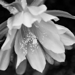 Black and White Peony Burst