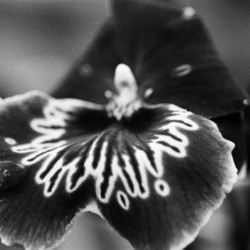 Black and White Orchid Series 21