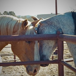 Horse Embrace 