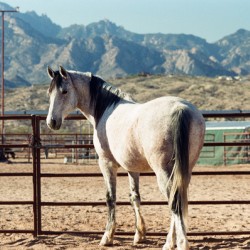 Horse and Mountains