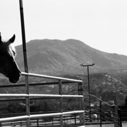 Horse amidst the mountains