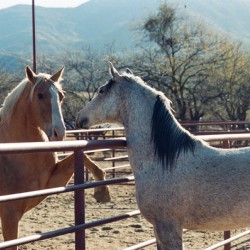Horses connecting