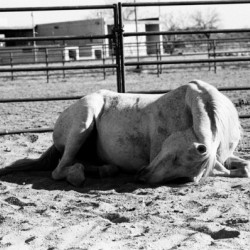 Magnificent Horse Pose 2