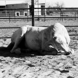 Magnificent Horse Pose 3