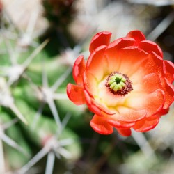 Red Cacti 5
