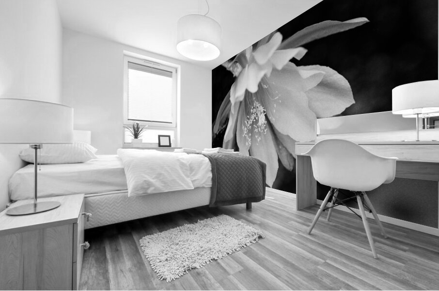 Black and White Peony Burst Mural print