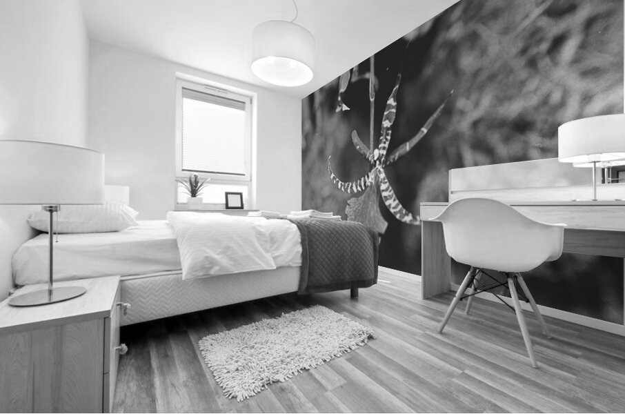 Black and White Orchid Series 1 Mural print