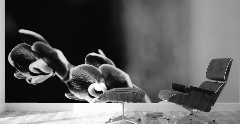 Black  White Floral Series 12 Wall Murals