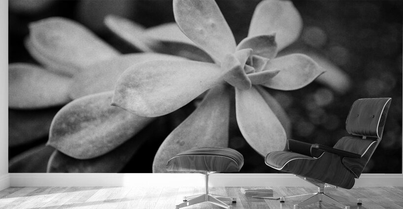 Black  White Floral Series1 Wall Murals