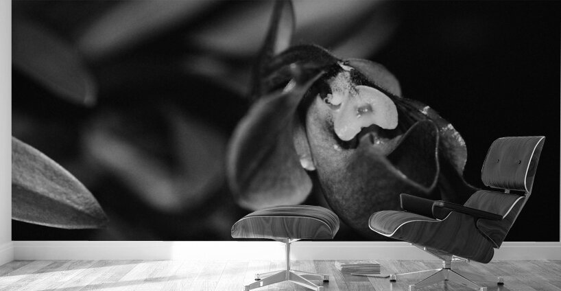 Black  White Floral Series 6 Wall Murals