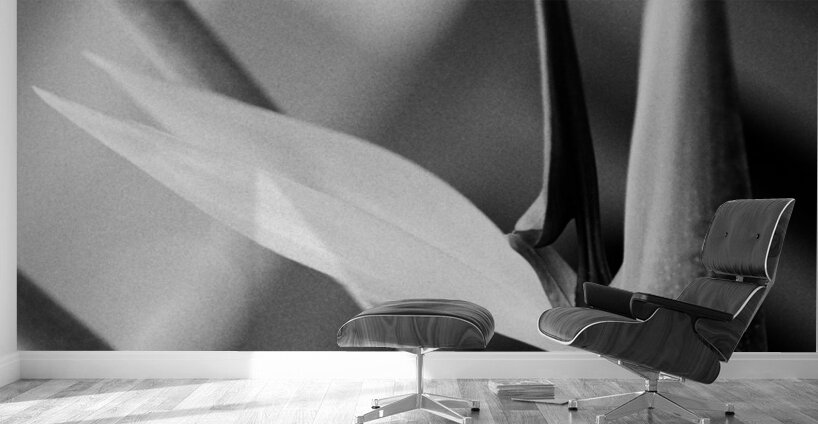 Black  White Bird of Paradise  Wall Murals