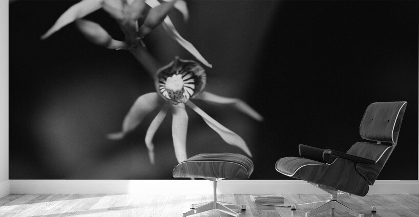 Black  White Floral Series 11 Wall Murals