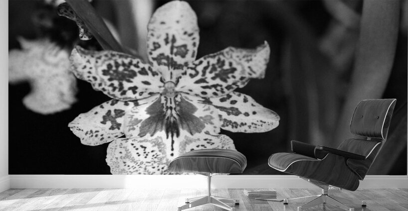 Black  White Floral Series 8 Wall Murals