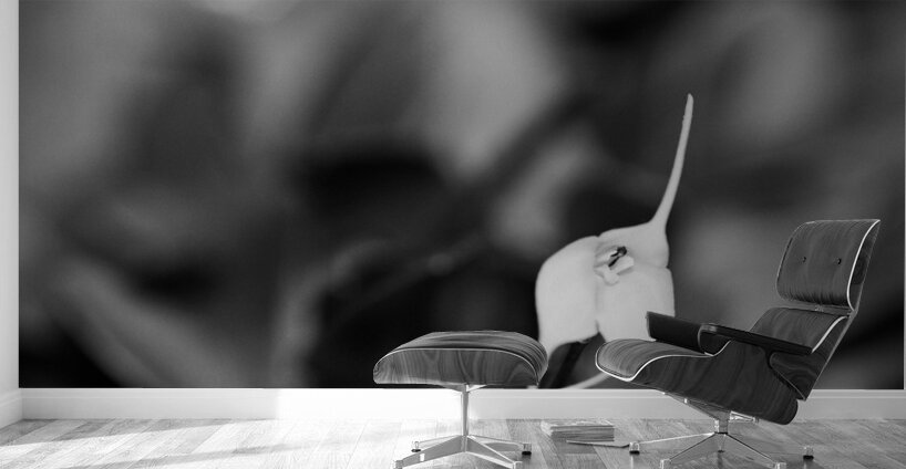 Black  White Floral Series 13 Wall Murals