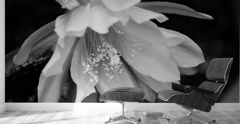 Black and White Peony Burst Wall Murals